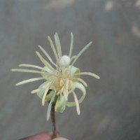 Alangium salviifolium (L.f.) Wangerin